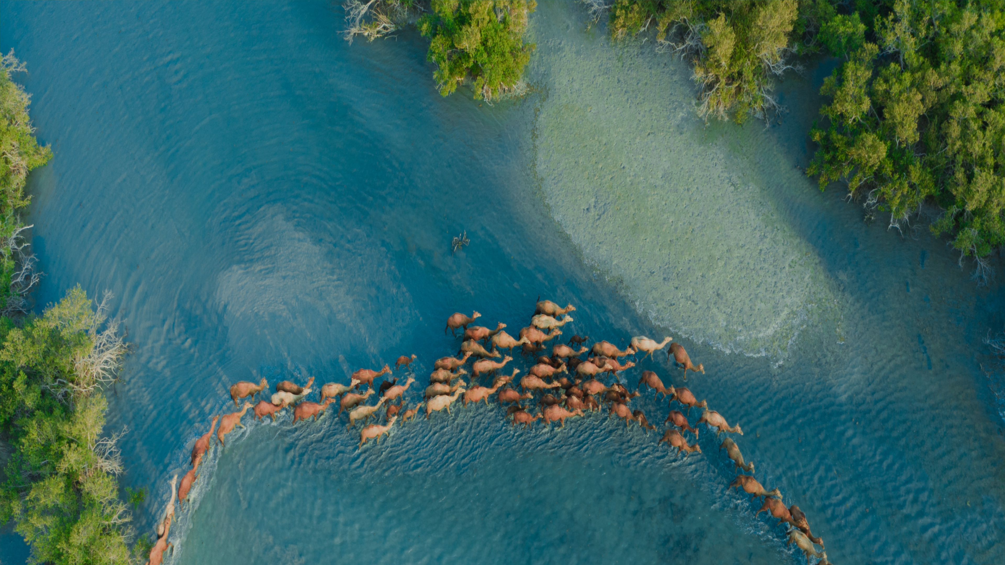 camel (1)